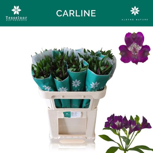 Alstroemeria Carline