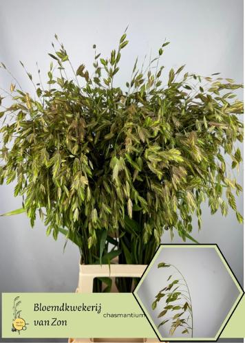 Chasmanthium latifolium