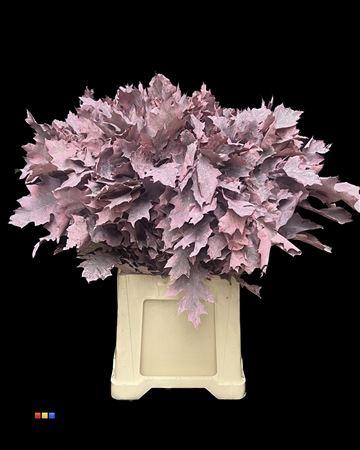 quercus overig kleurbehandeld H%