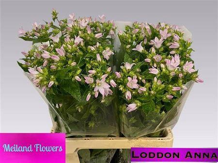 Campanula lactiflora
