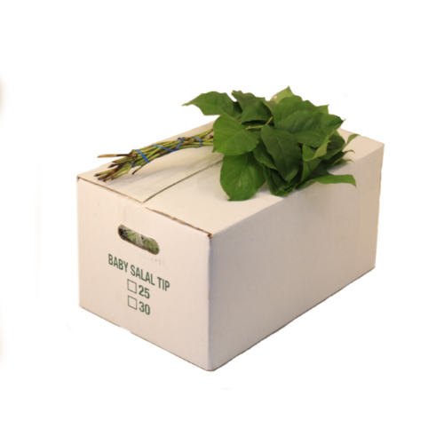 Gaultheria shallon per bos