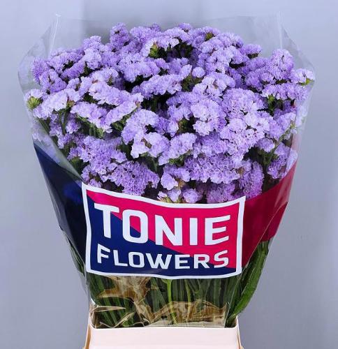 Limonium sinuatum Donau Birds