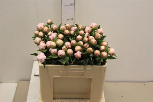 Paeonia Lactiflora Grp 'Amalia Olson'