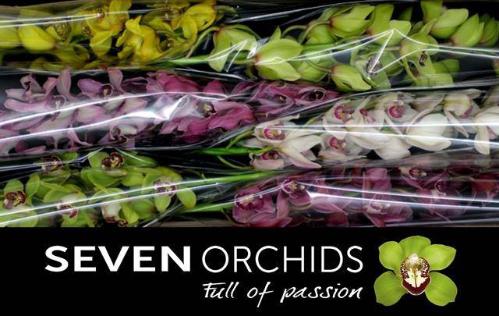 Cymbidium grootbloemig per tak gemengd