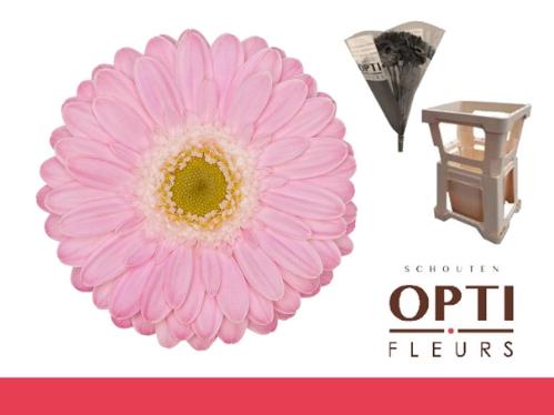 Gerbera mini 'Babble'