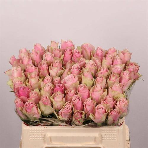 Rosa grootbloemig Pink Athena