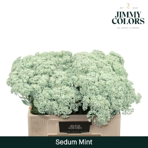 Sedum kleurbehandeld H%