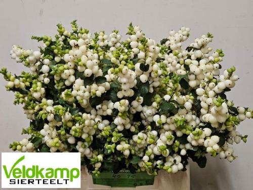 Symphoricarpos Magical Lemon And Lime