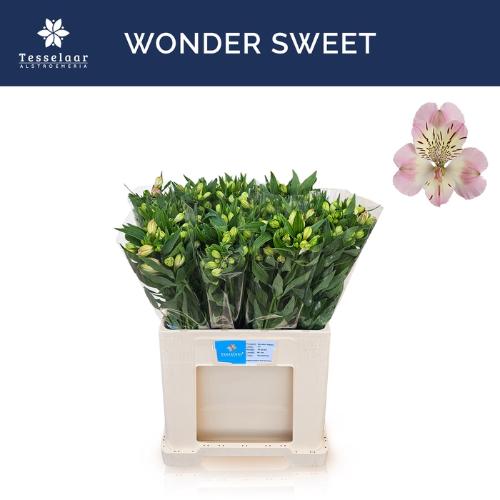 Alstroemeria Wonder Sweet
