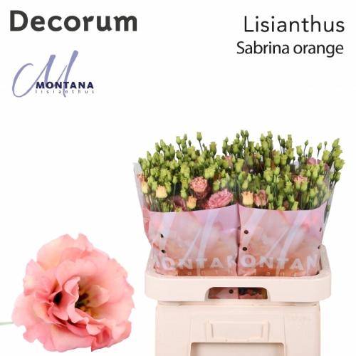 Eustoma russellianum gevuldbloemig russellianum 'Sabrina Orange'