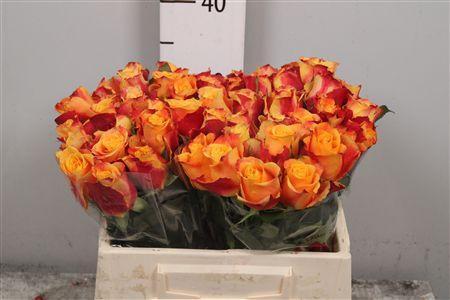 Rosa grootbloemig Tamara