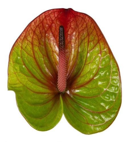 Anthurium (Andreanum Grp) Absolute
