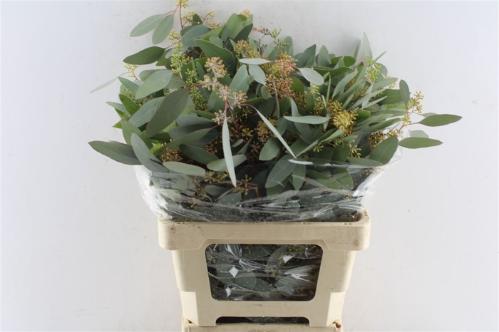Eucalyptus per bos polyanthemos (fruit)