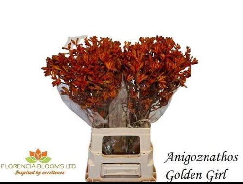 Anigozanthos 'Golden Girl'