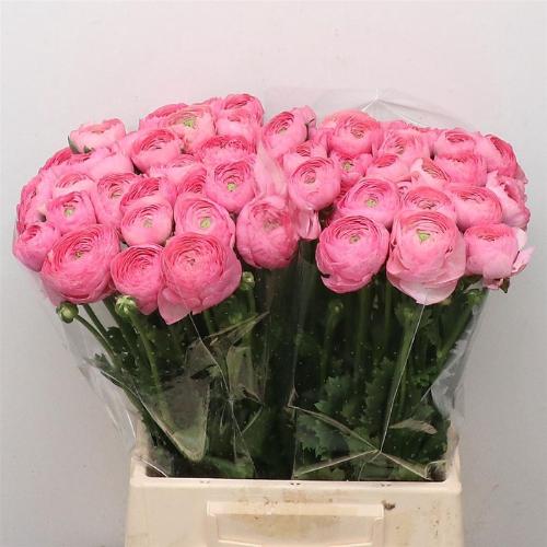 Ranunculus asiaticus Success Rosado