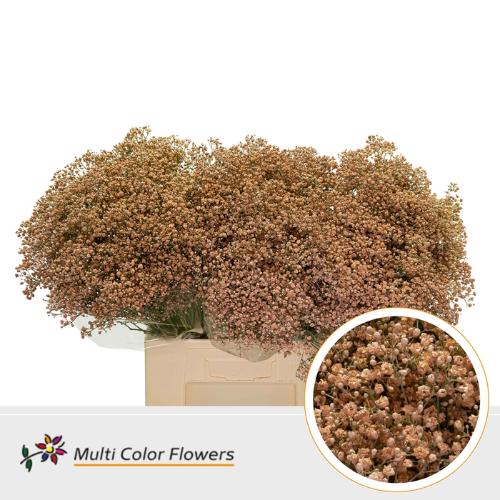 Gypsophila overig kleurbehandeld H%