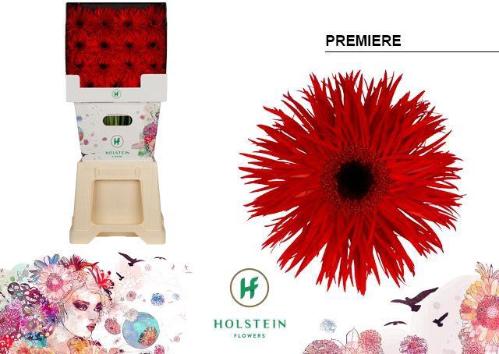 Gerbera grootbloemig 'Premiere'