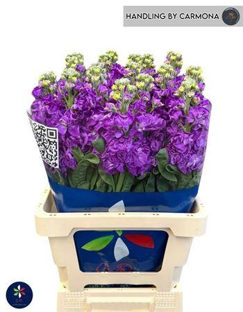 Matthiola incana 'Iron Purple'