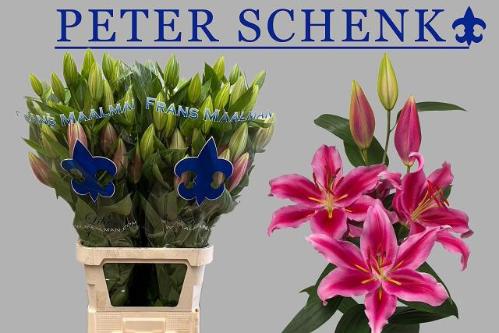 Lilium Oriental Grp 'Peter Schenk'