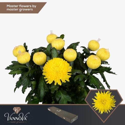 Chrysanthemum Indicum Grp geplozen kas Pjotr