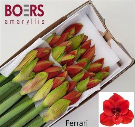 Hippeastrum Galaxy Grp 'Ferrari'