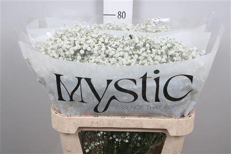 Gypsophila paniculata Xlence