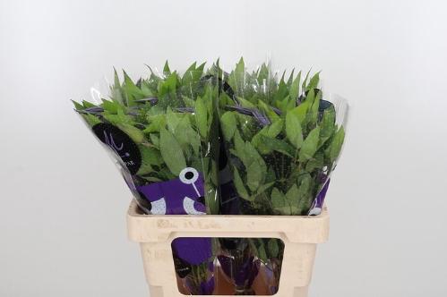 Clematis Amazing Oslo