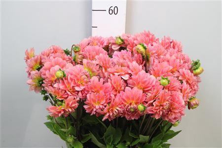Dahlia Decor Grp 'Pink Runner'