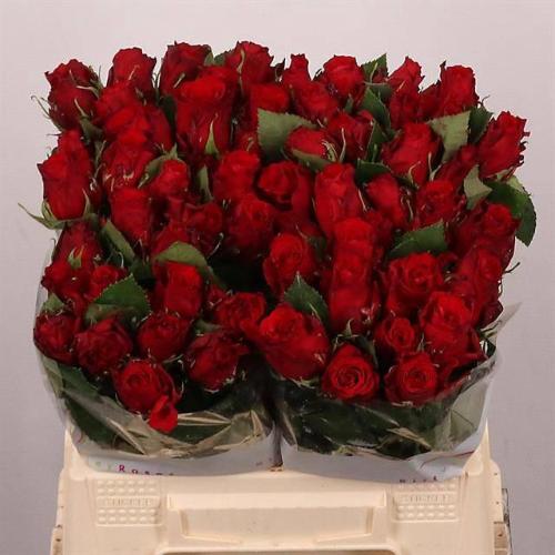 Rosa grootbloemig Red Torch