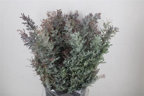 Acacia baileyana bloeiend per bos 'Purpurea'Dealbata Grp