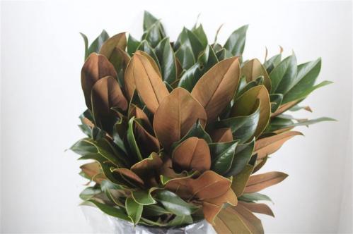 Decoratiegroen overig per bos