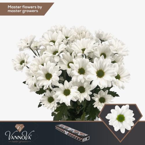 Chrysanthemum Indicum Grp tros Chic