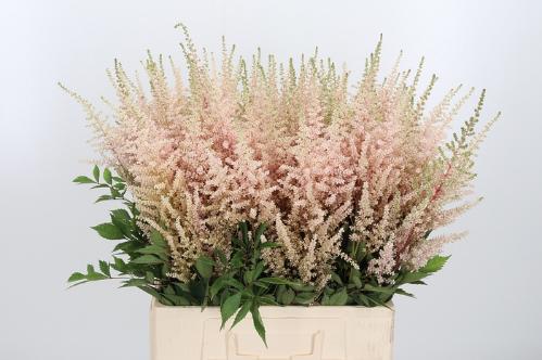 Astilbe (Japonica Grp) 'Avalanche'
