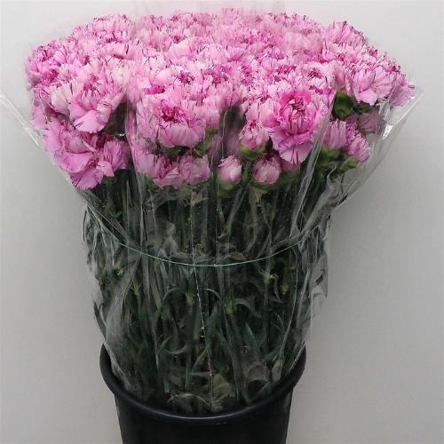 Dianthus standaard 'Yukari Scuro'