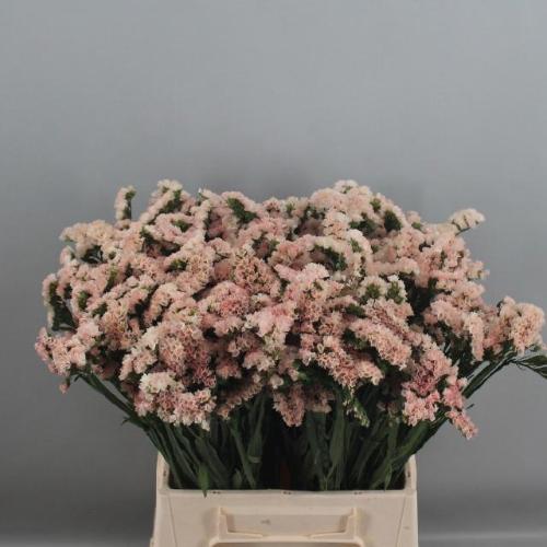 Limonium sinuatum Apricot Sun Birds