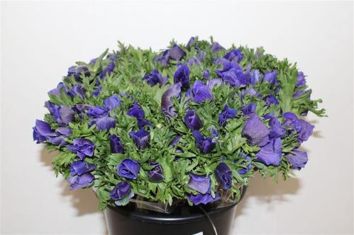 Anemone coronaria 'Marianne Blue'