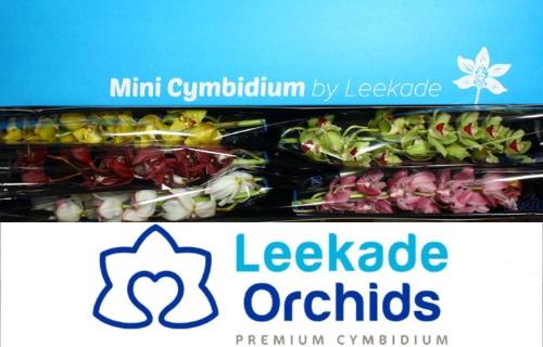 Cymbidium mini per tak gemengd