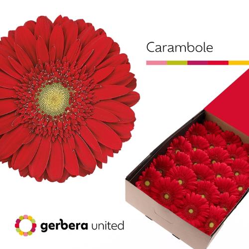 Gerbera grootbloemig 'Carambole'