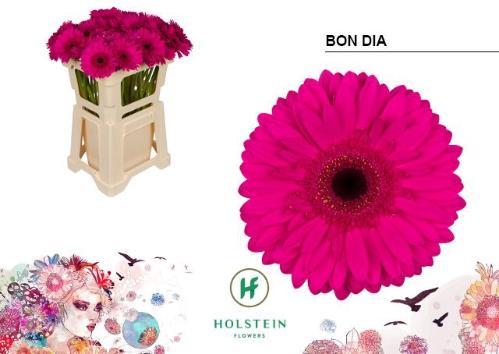 Gerbera grootbloemig Bon Dia