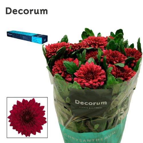 Chrysanthemum (Indicum Grp) Pip Red