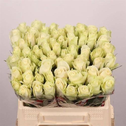 Rosa grootbloemig Athena