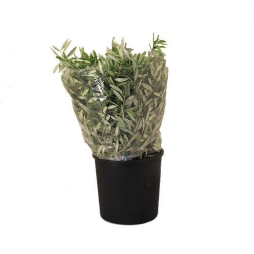 Olea europaea per bos