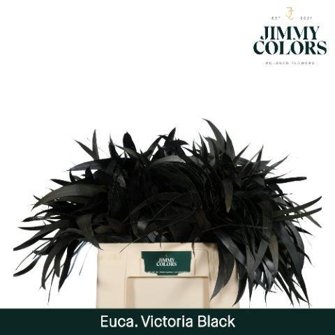 Eucalyptus globulus kleurbehandeld H%