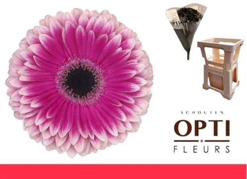 Gerbera grootbloemig 'Prelude'