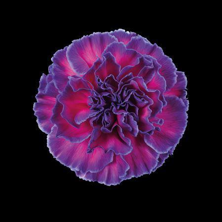 Dianthus standaard kleurbehandeld H%