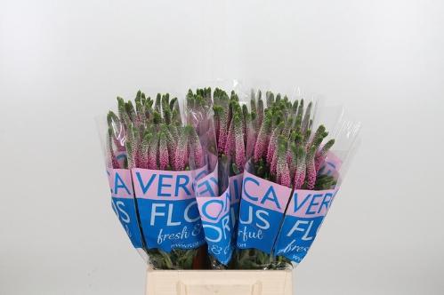 Veronica Clea Roswitha