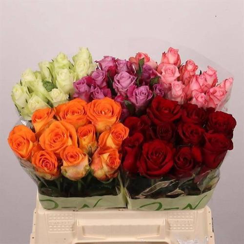 Rosa grootbloemig gemengd in fust