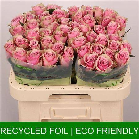 Rosa grootbloemig Athena Royale