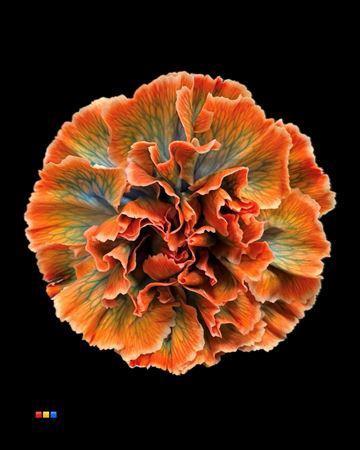 Dianthus standaard kleurbehandeld H%