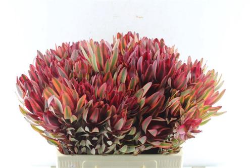 Leucadendron 'Jester'